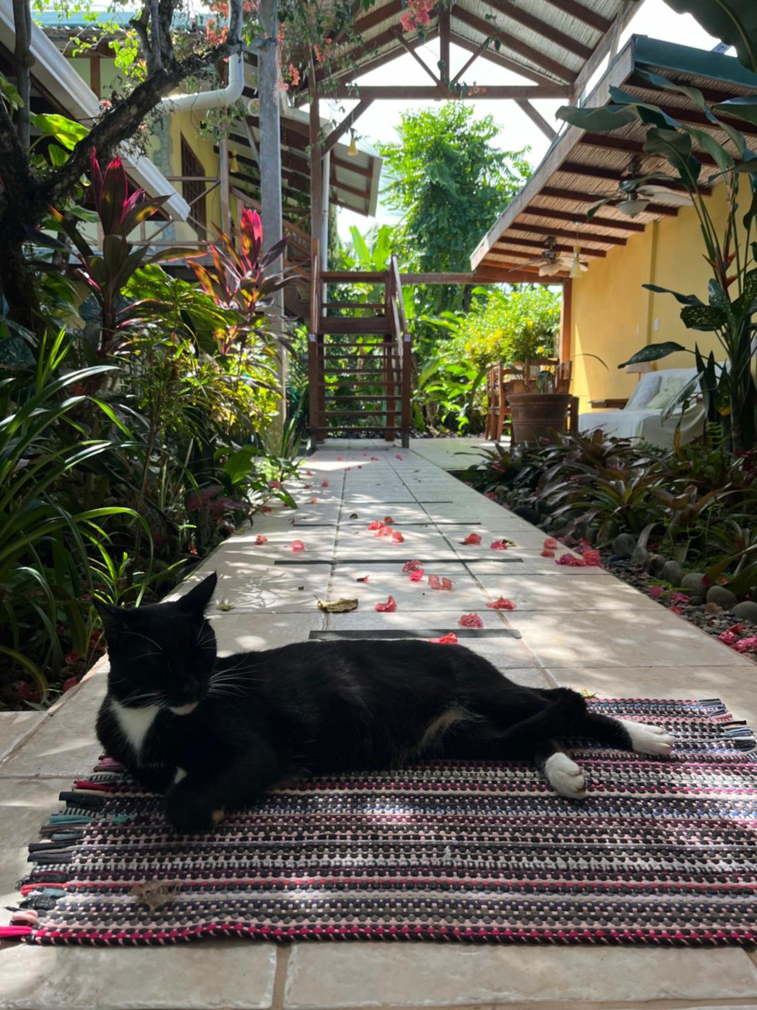 Hotel Pura Vida Puerto Viejo de Talamanca Экстерьер фото