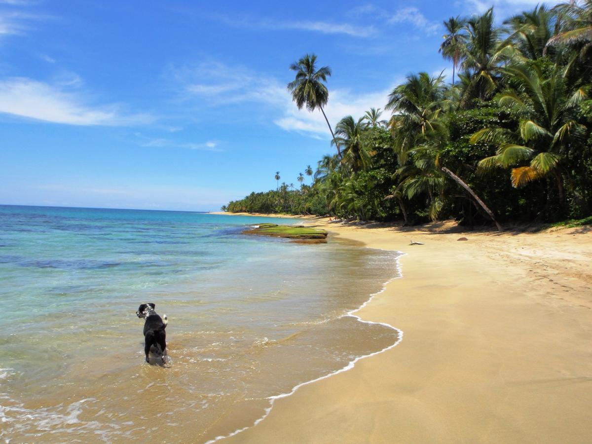 Hotel Pura Vida Puerto Viejo de Talamanca Экстерьер фото